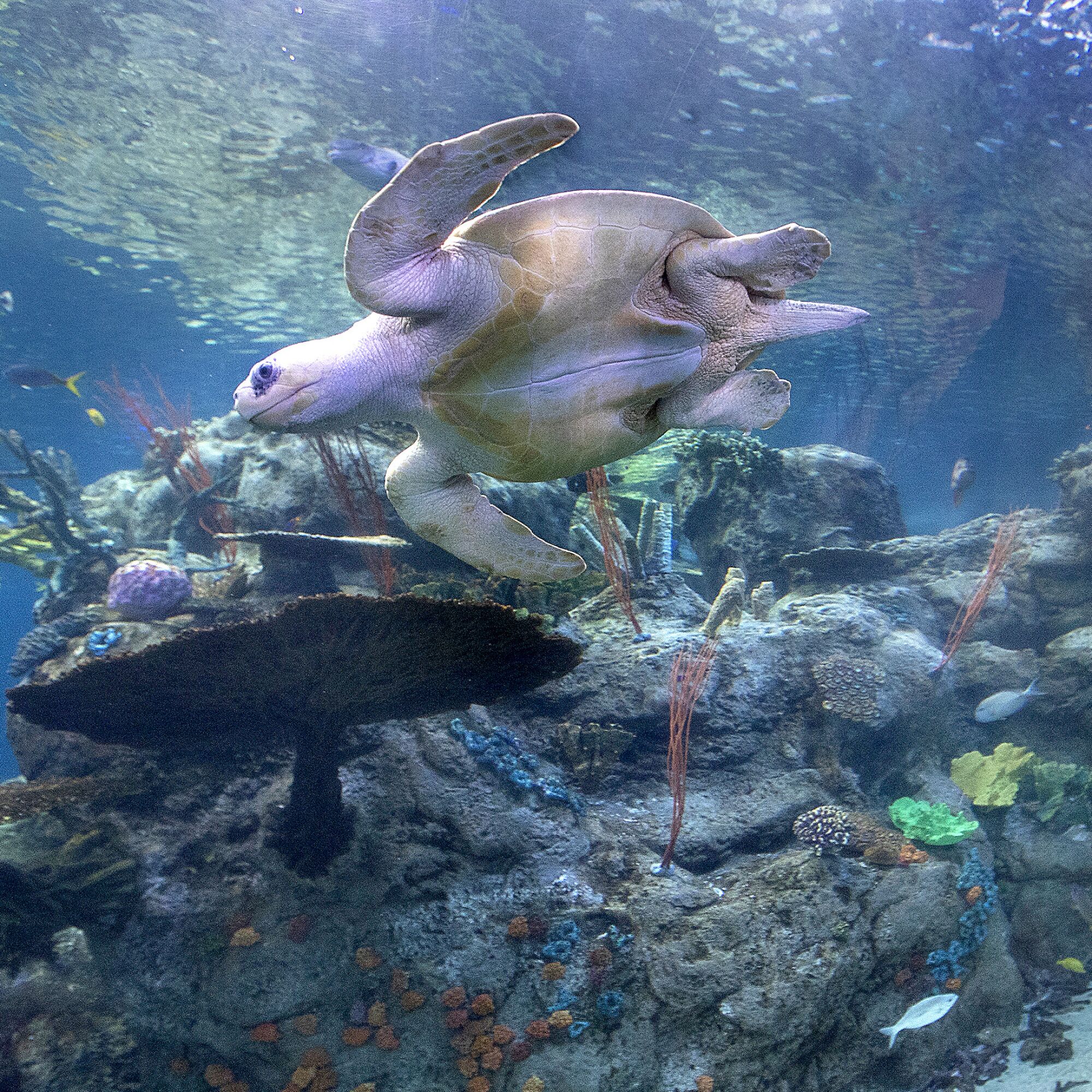A sea turtle swims inside a tank at the Aquarium of the Pacific in Long Beach.