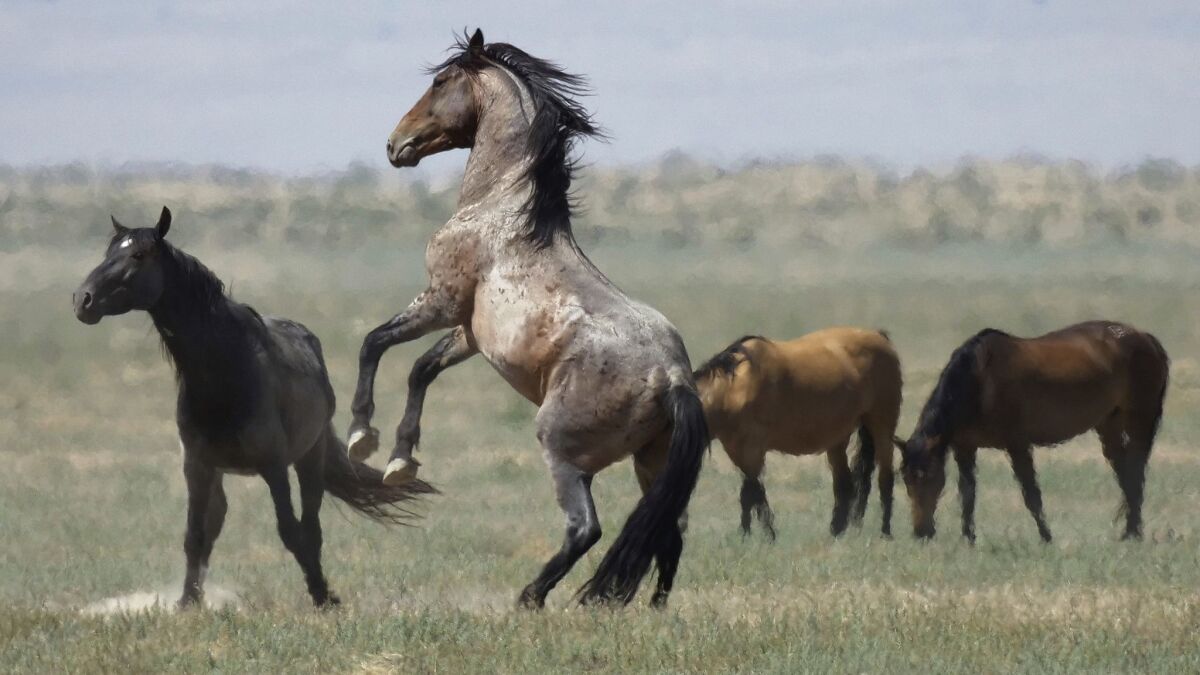 The U.S. government is seeking new pastures for thousands of wild horses that have overpopulated Western ranges. Above, horses near Salt Lake City.