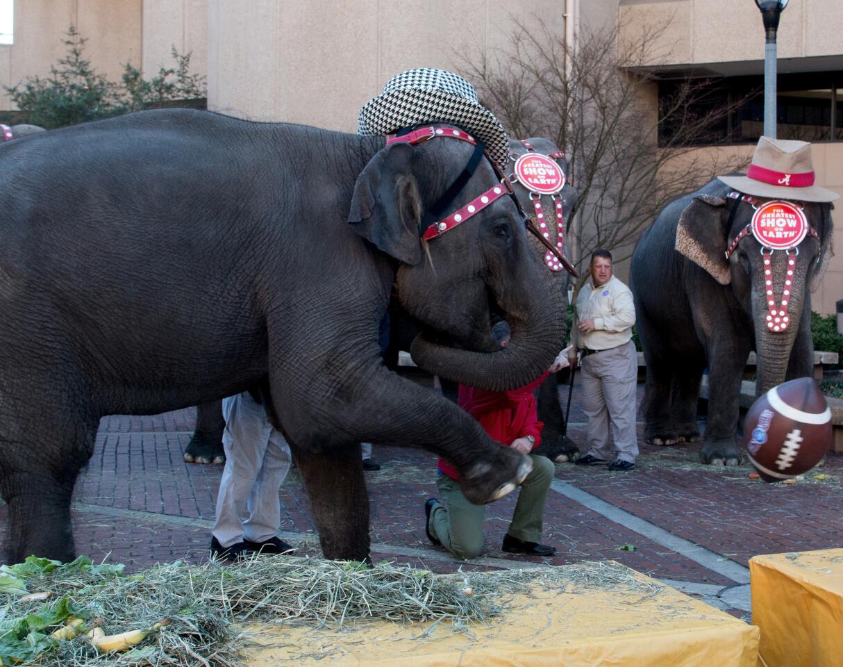 BIRMINGHAM, AL - JANUARY 21: A circus elephant kicks a football during Ringling Bros. "Elephant Brunch" at Birmingham-Jefferson Civic Center on January 21, 2015 in Birmingham, Alabama. (Photo by David A. Smith/Getty Images)