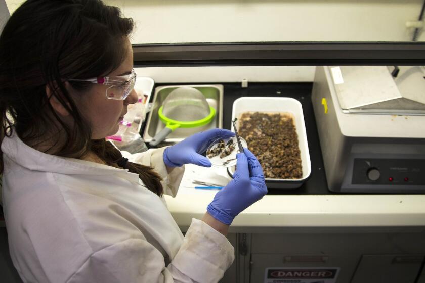 FULLERTON, CA - MARCH 16, 2018: Master's student Danielle Martinez works under a fume hood to examine the stomach contents of urban coyotes at Cal State Fullerton on March 16, 2018 in Fullerton, California. The project will give researchers a better understanding of how and why Southern California's urban coyotes thrive.(Gina Ferazzi / Los Angeles Times)