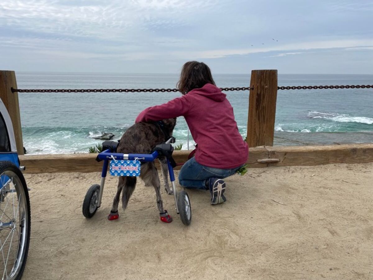 A dog wheelchair helped keep Karlie active through her disability.