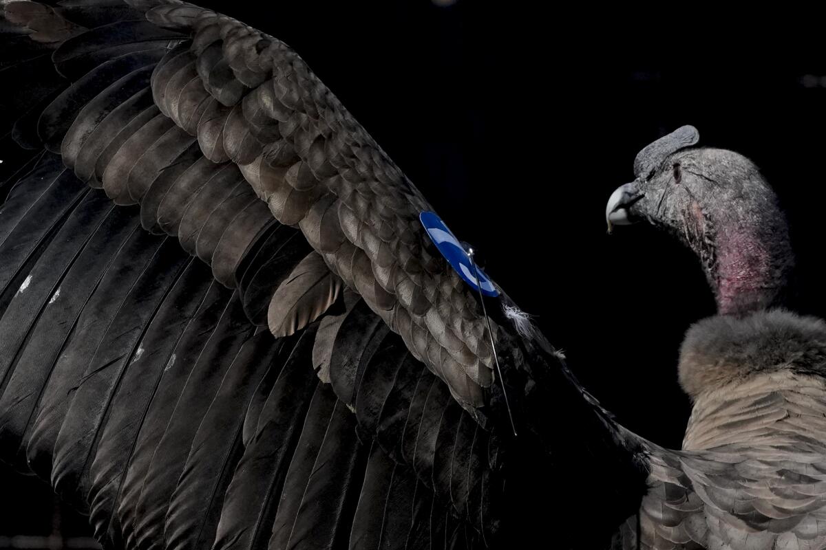 An Andean condor named Yastay, meaning "God that is protector of the birds," in the Quechua Indigenous language, spreads his wings after being freed by the Andean Condor conservation program where he was born almost three years prior in Sierra Paileman in the Rio Negro province of Argentina, Friday, Oct. 14, 2022. For 30 years the Andean Condor Conservation Program has hatched chicks in captivity, rehabilitated others and freed them across South America. (AP Photo/Natacha Pisarenko)