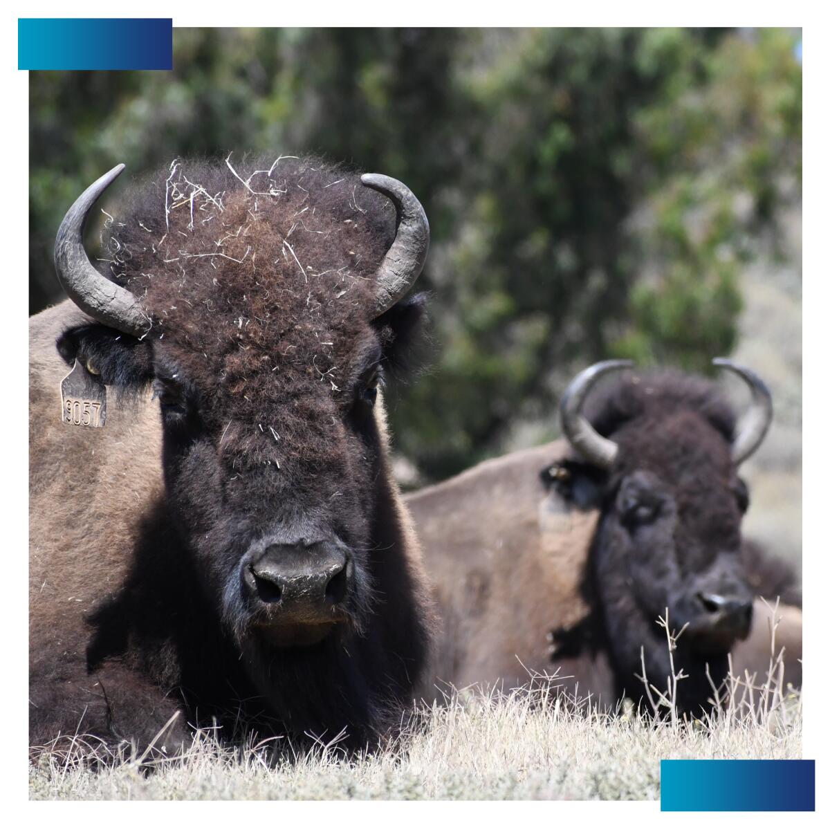 More bison will be joining Catalina Island's herd.