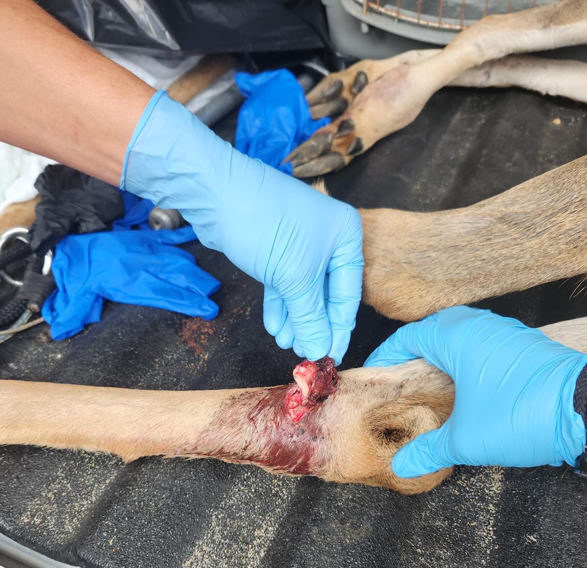 A deer, found Saturday with a compound leg fracture, was humanely euthanized by wildlife officials later that day.