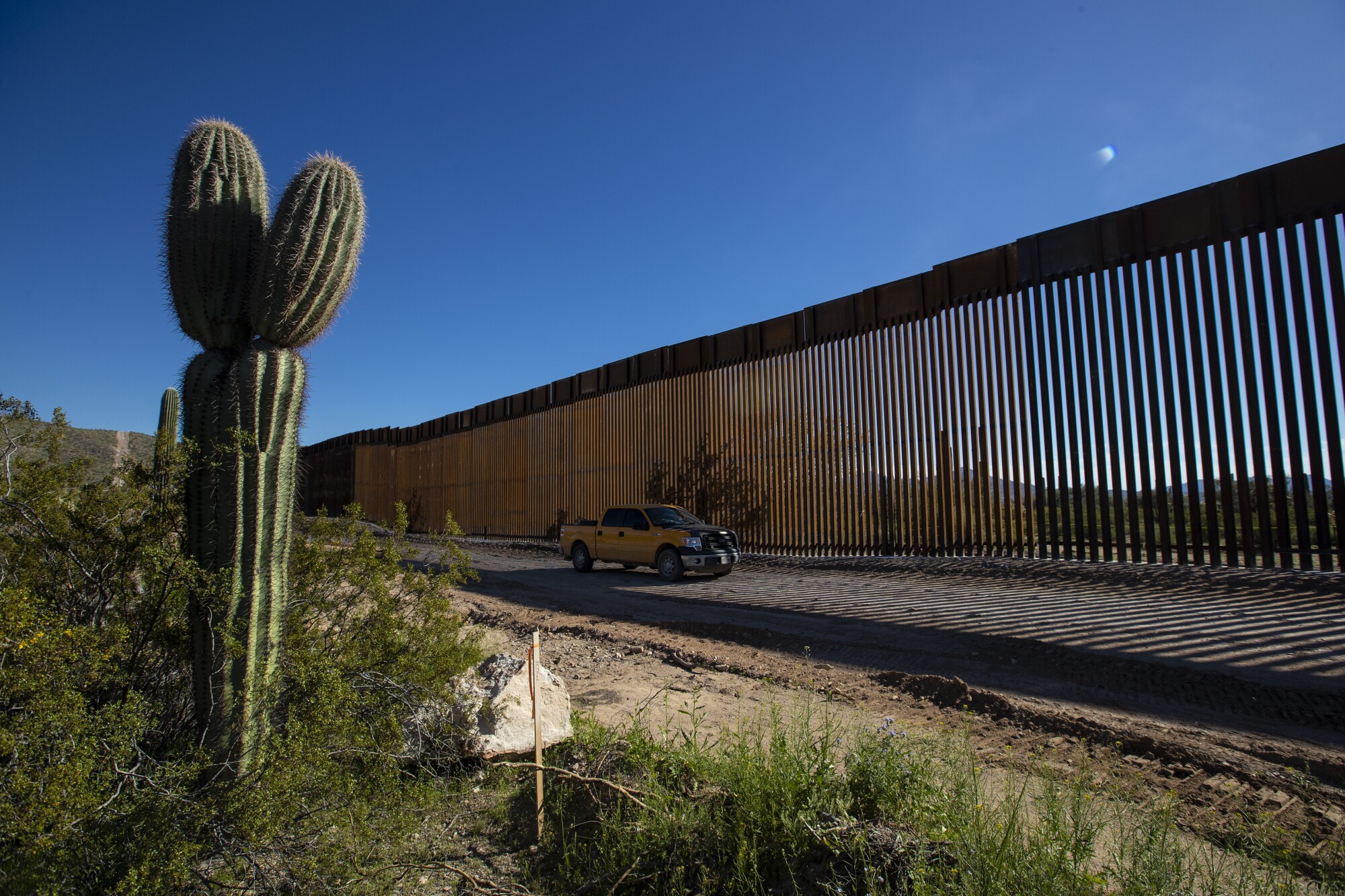 Saguaro cactus grows along Puerto Blanco Drive as crews work to construct a new 35-foot border wall and widen the road to 60 feet in Organ Pipe Cactus National Monument in Arizona.