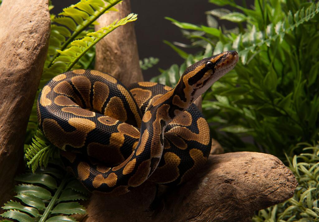 Snakes as Pets: A Practical Guide - Los Angeles Times