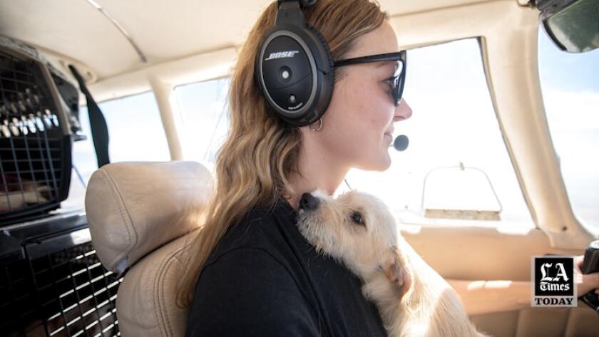 Amelia Air's volunteer pilots save dogs from kill shelters