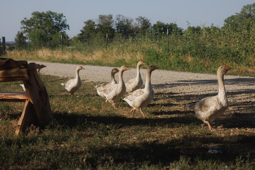 Geese at a farm near Severy, Kansas, US on Thursday, July 18, 2024. Growers looking to transition to regenerative agriculture are running into a barrier due to federal crop insurance regulations. Photographer: Chase Castor/Bloomberg via Getty Images