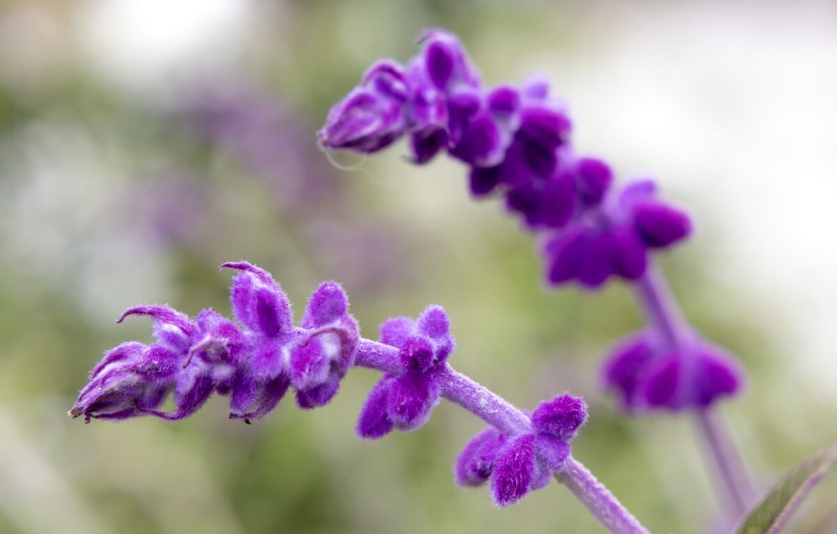 Velvety purple blooms of a Mexican sage plant.