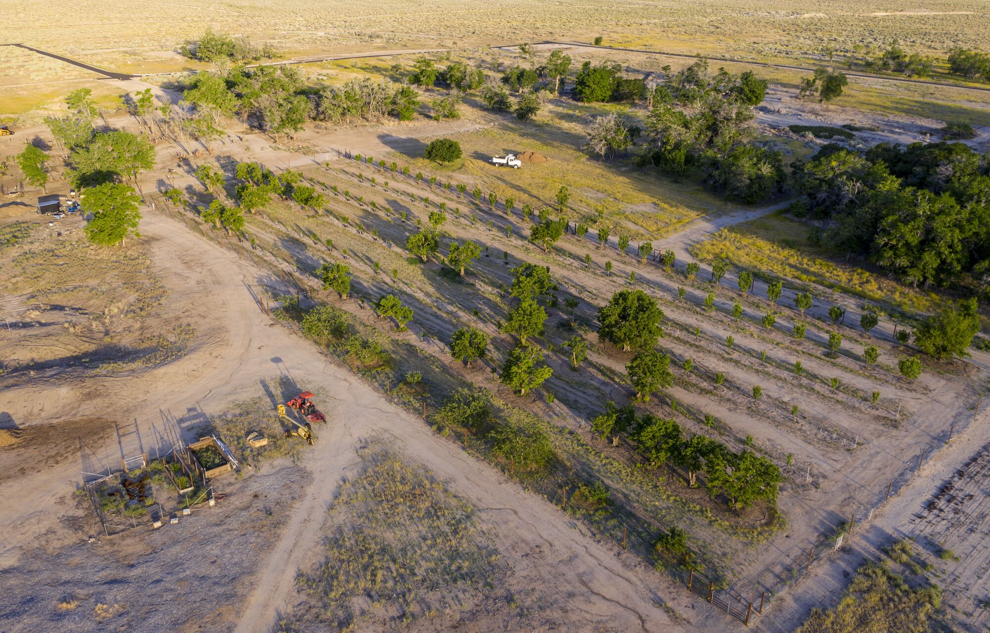 A drone view of the Manzanar National Historic Site fruit orchard.