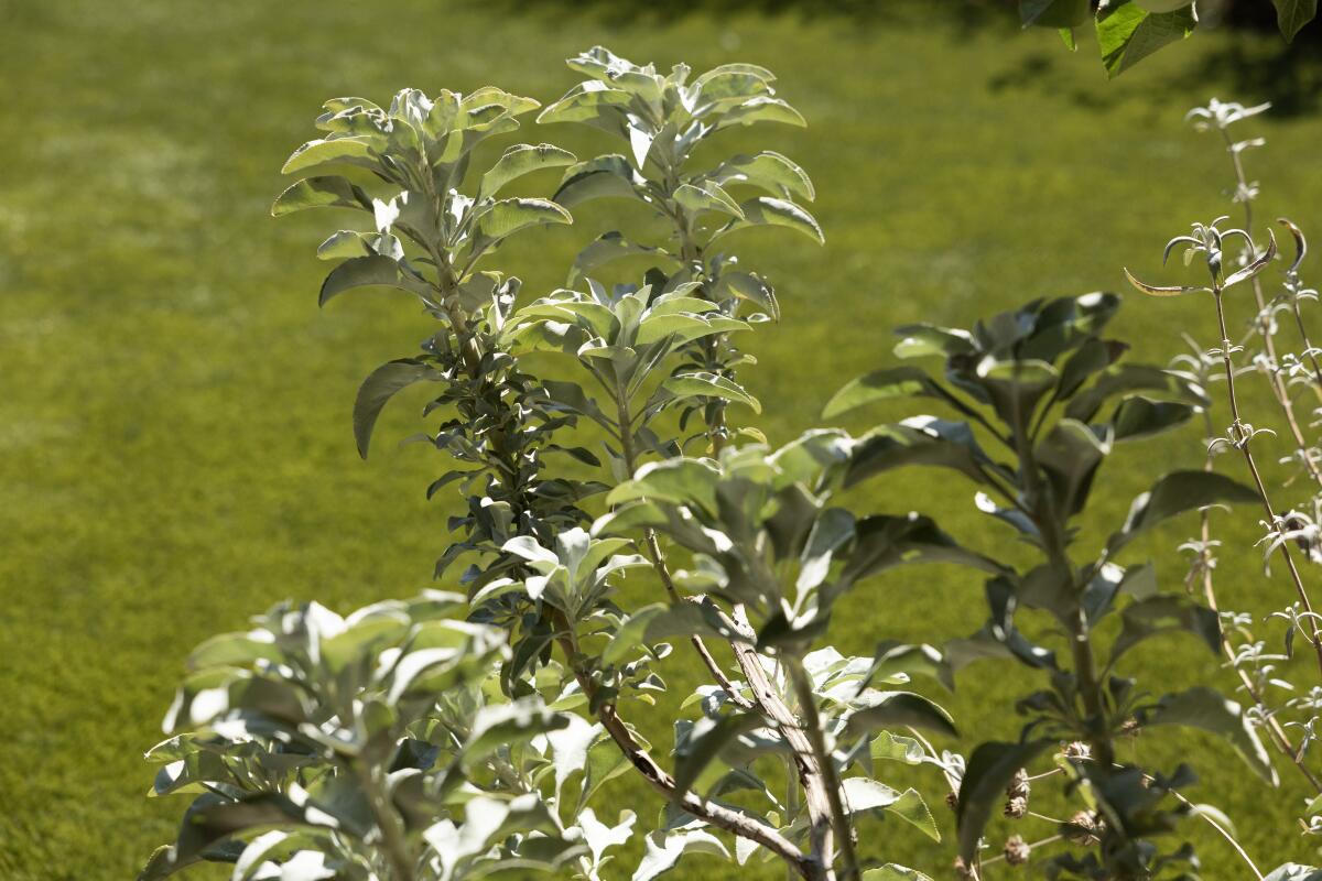 White sage shines in the sun in the yard of Phil and Margaret Hinch's Porter Ranch home.
