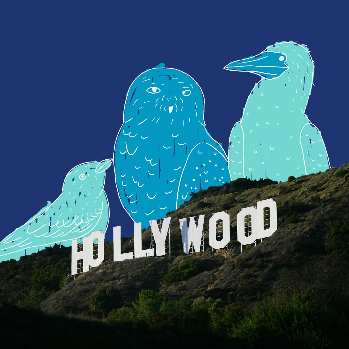 Illustration shows depictions of three oversized birds alongside the Hollywood sign.