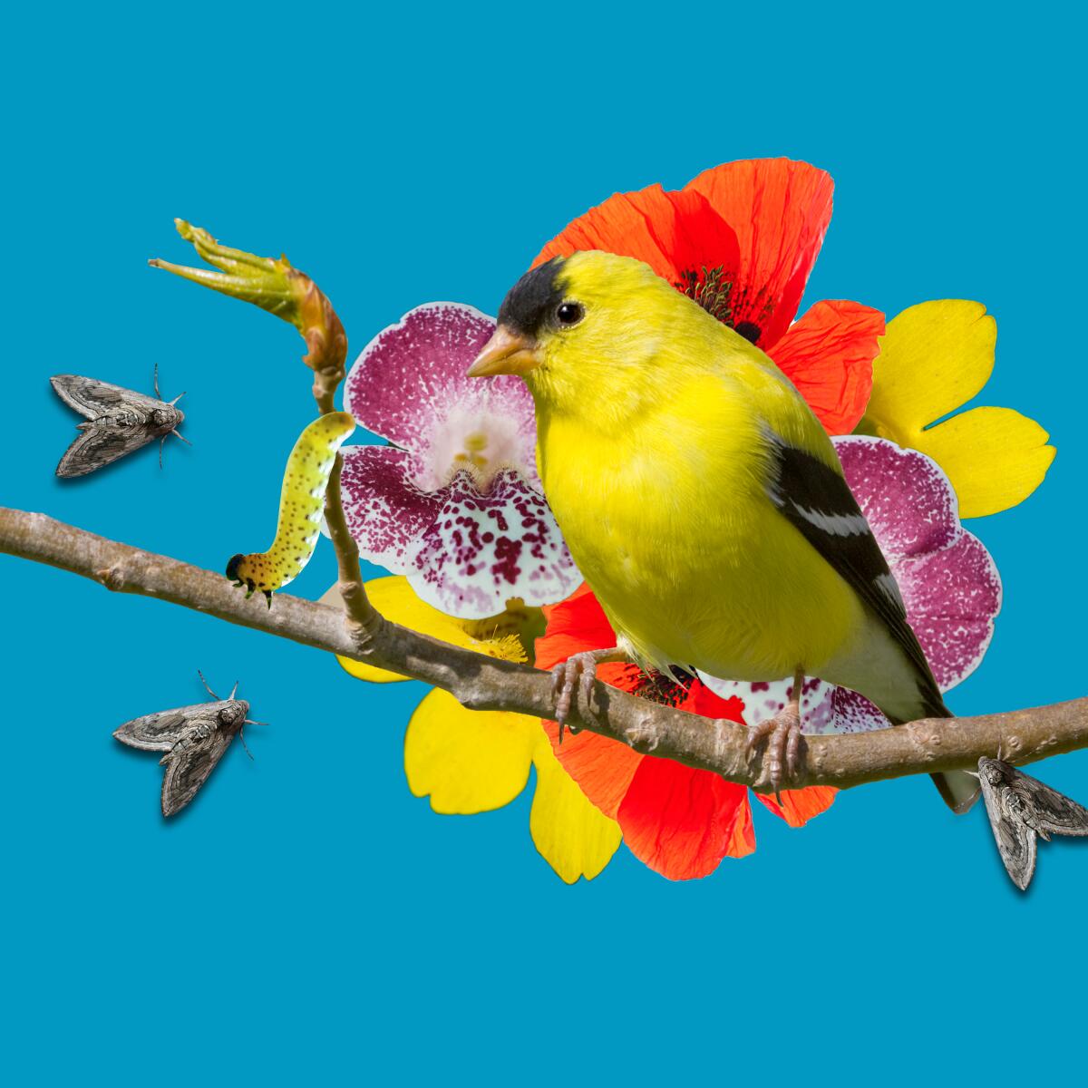 Photo illustration of a bird sitting on a branch.