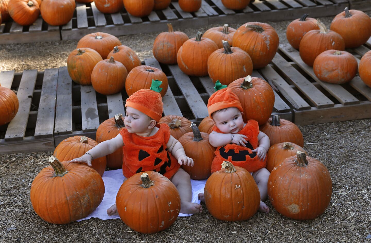George Adjikian, 8 months, and his cousin Abraham Daglian, 4 months, prepare to have their photograph taken by their mothers during a visit to the pumpkin patch at Tapia Brothers Farm in Encino.