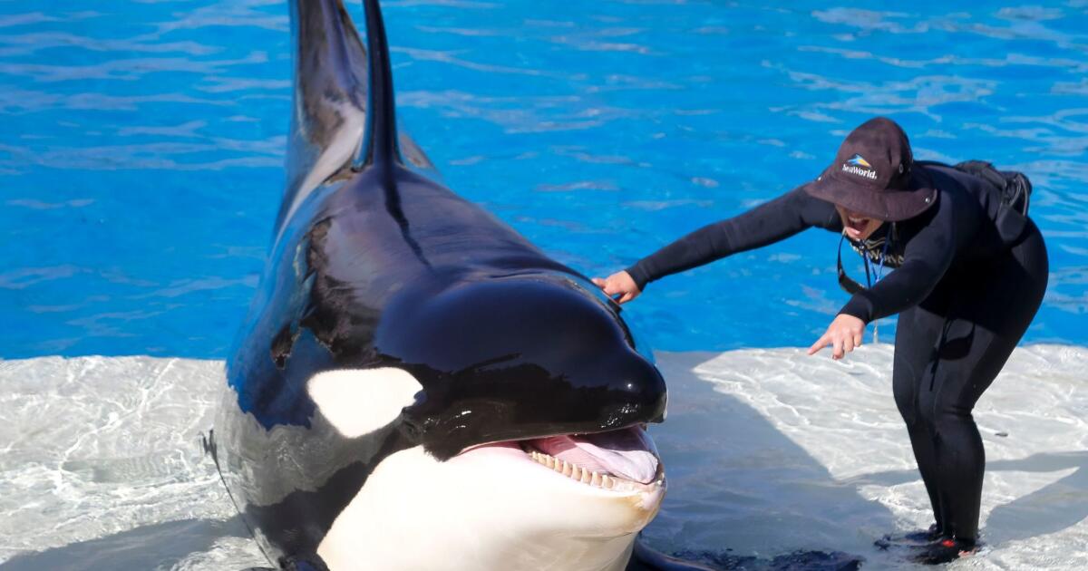 SeaWorld emails show execs knew 'Blackfish' bad for business before ...