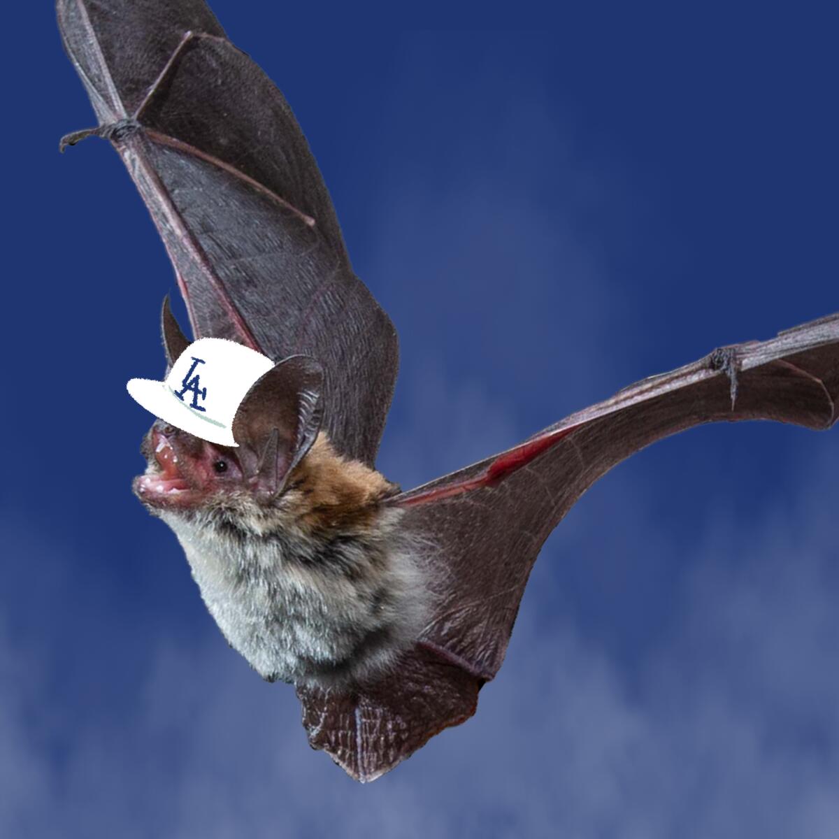 Bats in inner-city L.A.