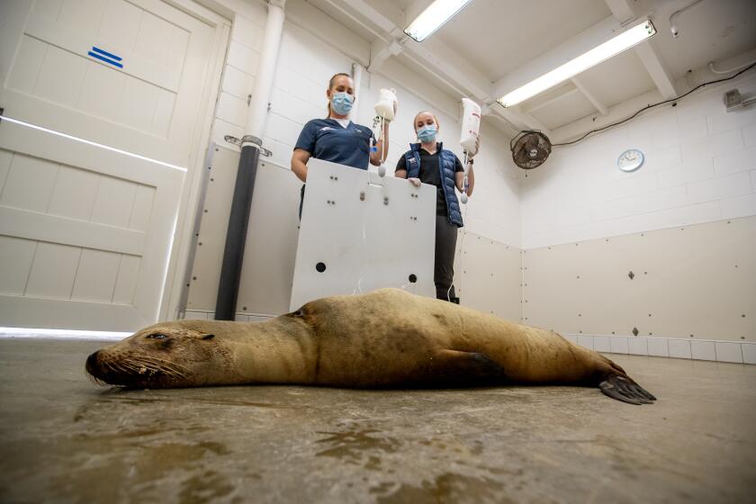 Laguna Beach, CA - June 20: Dr. Alissa Deming, left, and veterinarian assistant Malena Berndt, give anti-seizure medicine to a California Sea Lion named Patsy in a recovery room at the Pacific Marine Mammal Center in Laguna Beach after it was found in Huntington Beach having seizures from toxic algae blooms Tuesday, June 20, 2023. The toxic algae bloom along the coast is killing dolphins and sea lions. More than 1,000 marine mammals along the Southern California coast have gotten sick or died due to the bloom of toxic algae, due to high concentrations of domoic acid - a neurotoxin produced by the marine algae Pseudo-nitzschia. (Allen J. Schaben / Los Angeles Times)