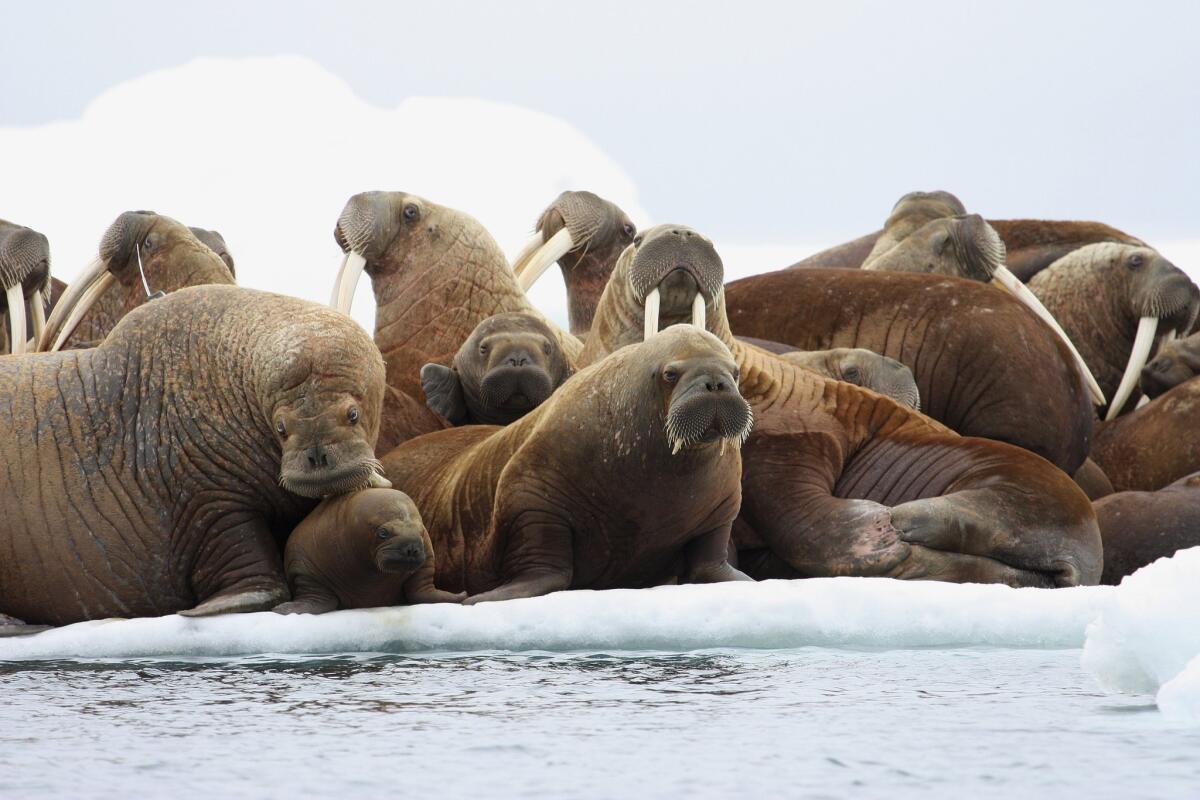 Walruses rest on an ice flow in the Eastern Chukchi Sea off the coast of Alaska.