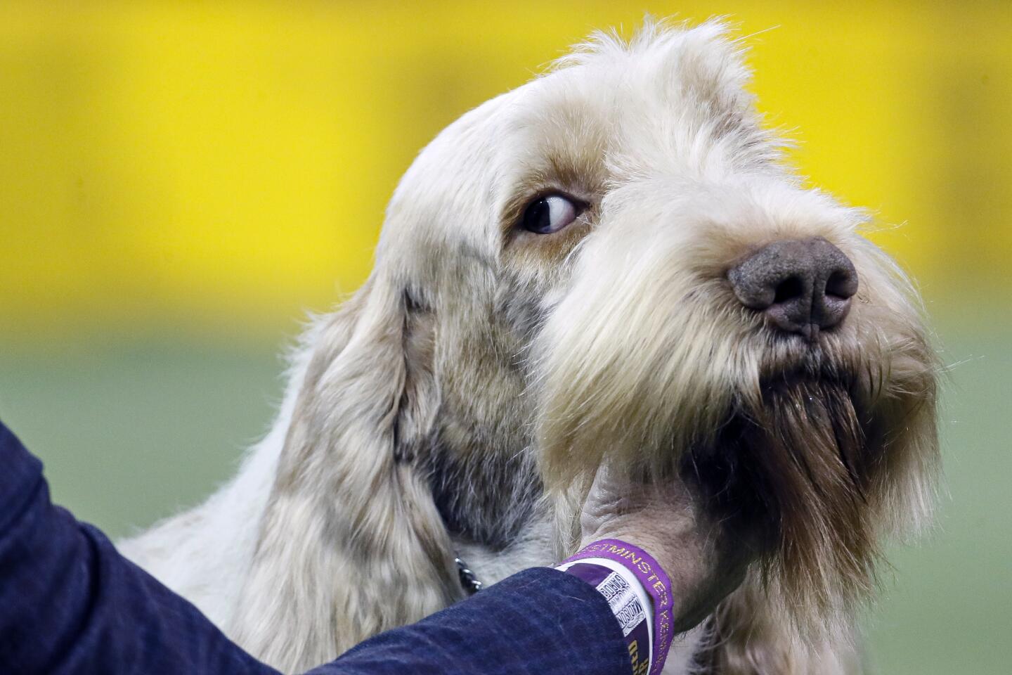 Westminster Dog Show