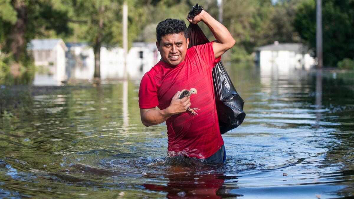 Luis Gomez rescues baby chicks from floodwaters near the Todd Swamp on Sept. 21, 2018, in Longs, S.C. Floodwaters were expected to rise in the area through the weekend.