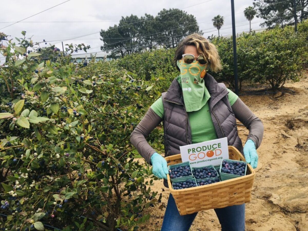 Nita Kurmins Gilson, executive director of Programs & Outreach at ProduceGood, harvests excess blueberries at the Carlsbad Flower Fieldsduring the coronavirus pandemic.