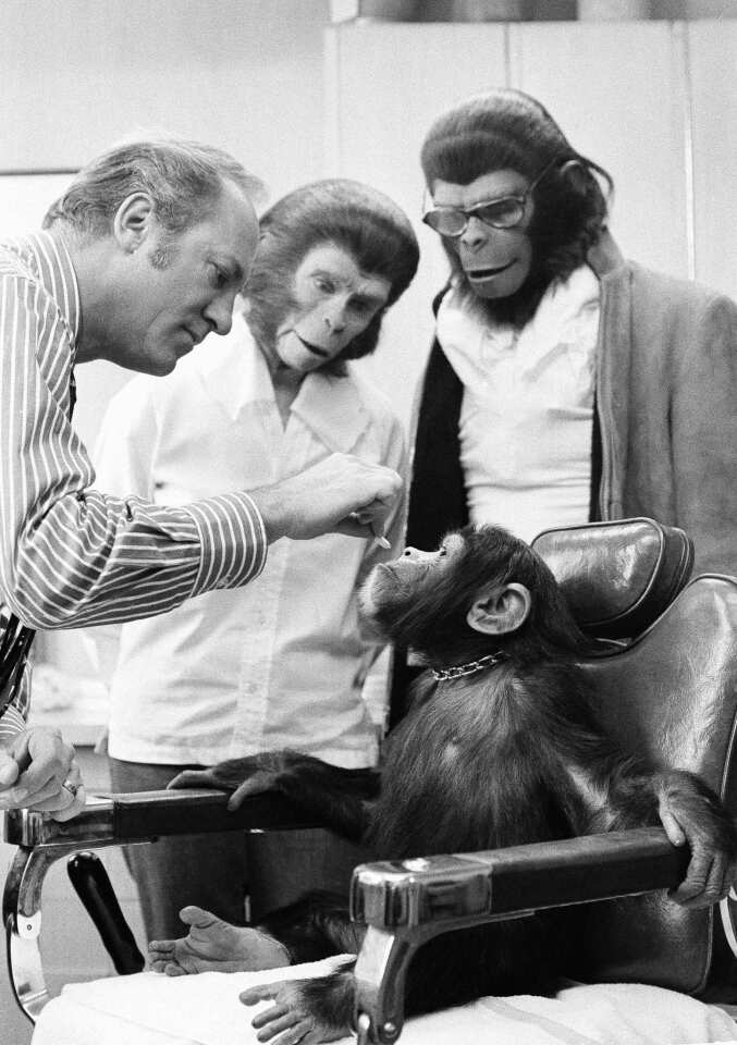 A real chimp, Kelly, is getting a human-style plastic nose for his role in "Escape from the Planet of the Apes" because his nose is flatter than the actors in ape makeup. A film technician, left, applies the nose while actors Kim Hunter and Roddy McDowell look on in Hollywood on Jan. 20, 1971.