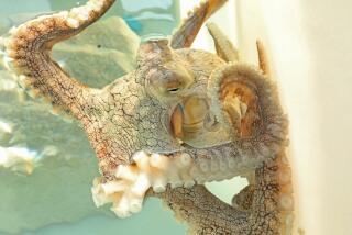 Kona, Hawaii-Sept. 30, 2022-At the Kanaloa Octopus Farm, efforts are being made to breed octopus for human consumption. Paying visitors are allowed to visit the octopus in captivity and put their hands in the tanks to let the octopus approach. Octopus are considered highly intellegent. (Carolyn Cole / Los Angeles Times)