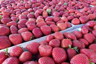 Strawberries at their peak at the La Mesa Certified Farmers' Market.