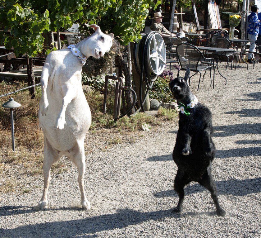 The birthday girls Winnie and Evie dance to live music performed by Honk.