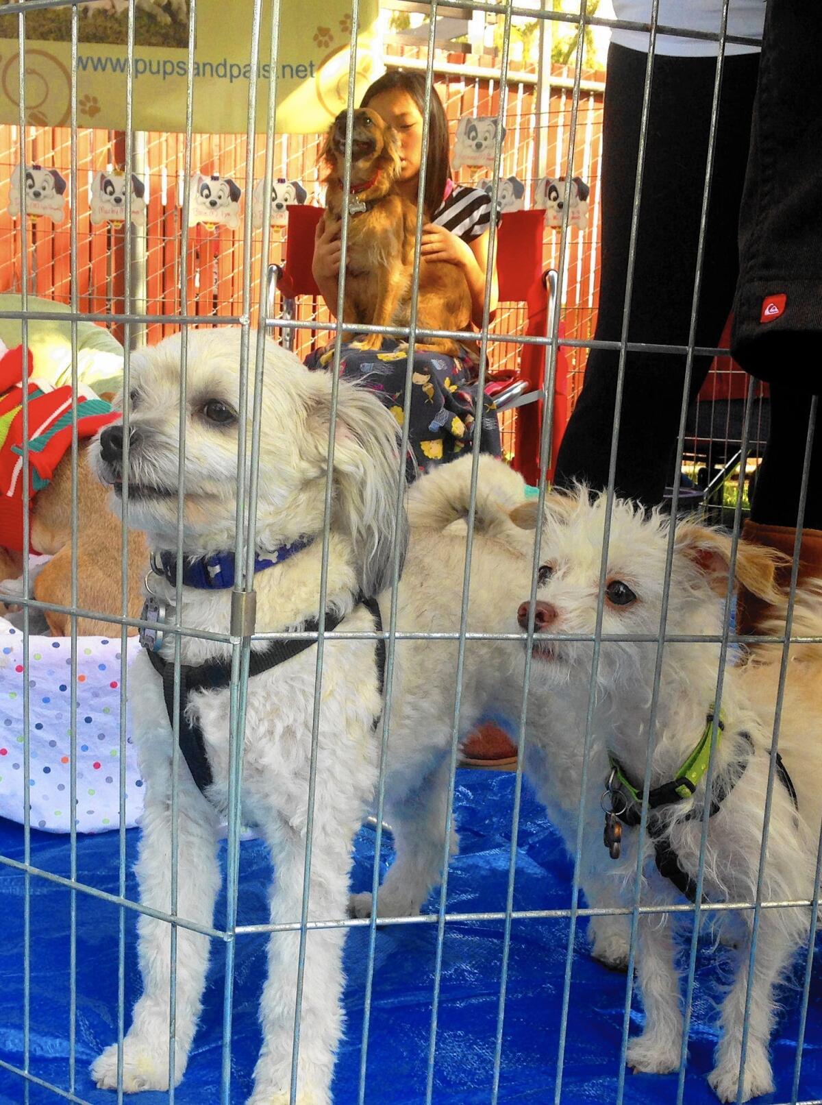 Puppies and a volunteer from Pets and Pals greet visitors at the Home for the Holidays pet adoption fair in Irvine.