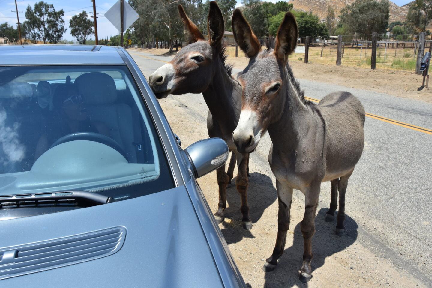 Cuidado con los burros silvestres