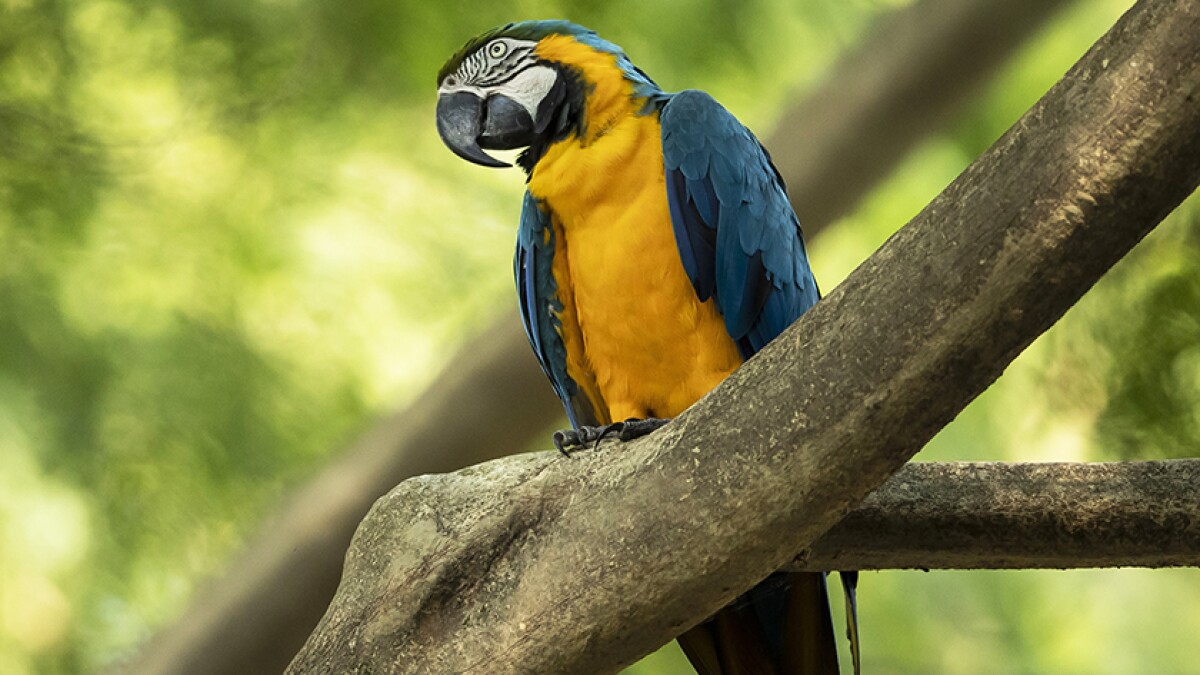 Juliet The Last Wild Macaw In Rio Is Lonely And Looking For Her Romeo Los Angeles Times