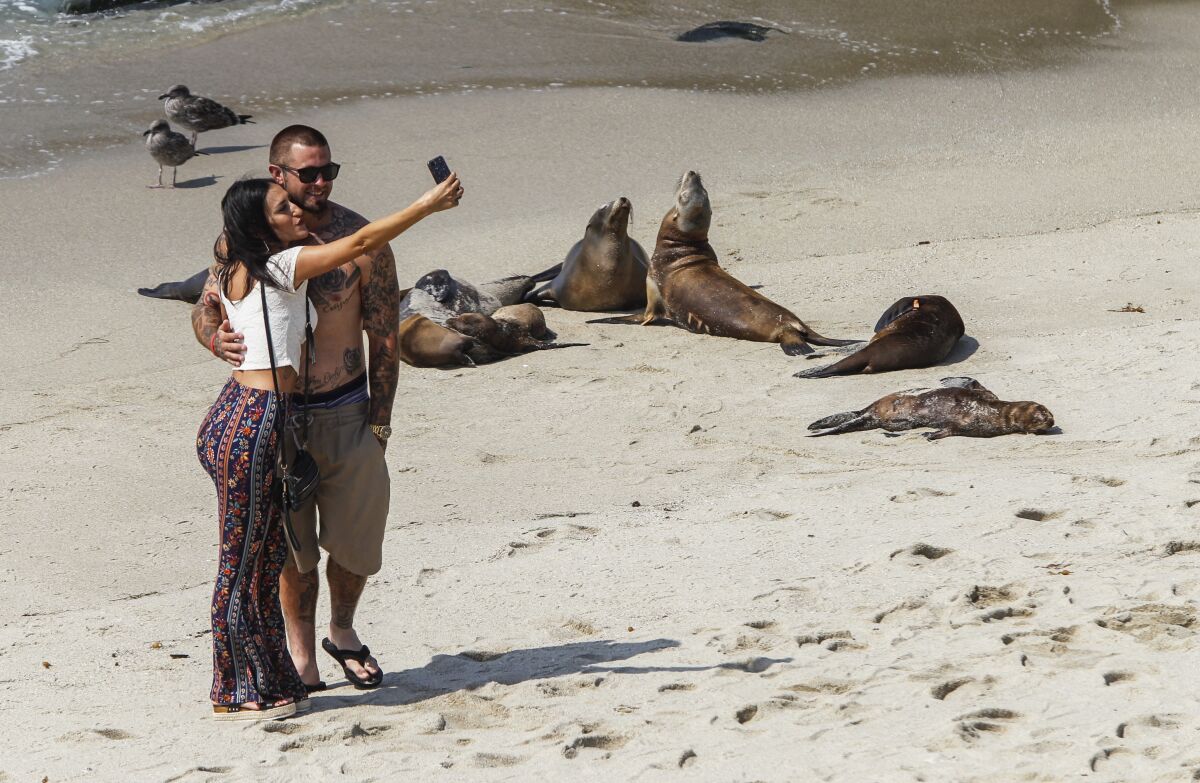 Beach goers took selfies near sea lions and pups at a rookery at Boomer Beach next to Point La Jolla in August 2020