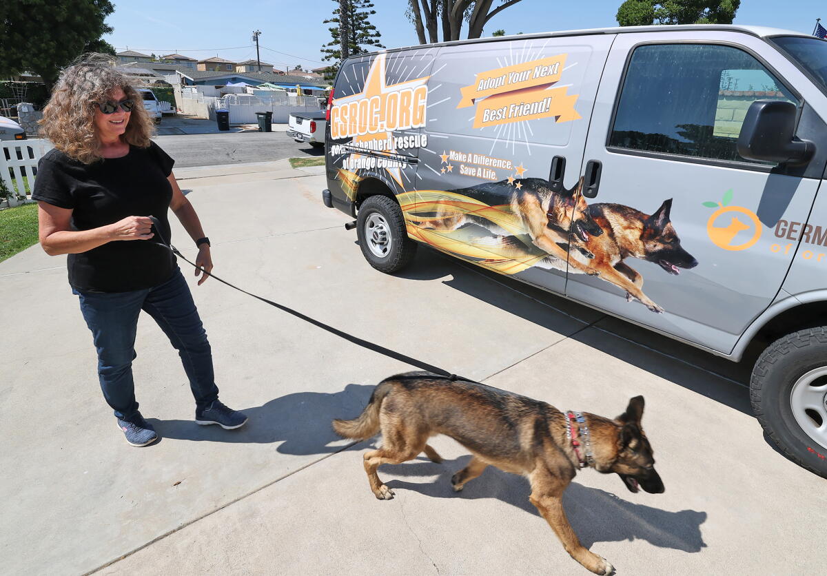 German Rescue Summer German Shepherd Rescue of Orange County in need of rescuing amid ...