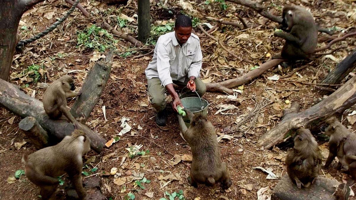 In this file photo, a gamekeeper at the Drill Ranch in Calabar, southeastern Nigeria, feeds mangos to young drills. One of Africa's most endangered primate species, drills are found only in parts of Nigeria, Cameroon and Equatorial Guinea.