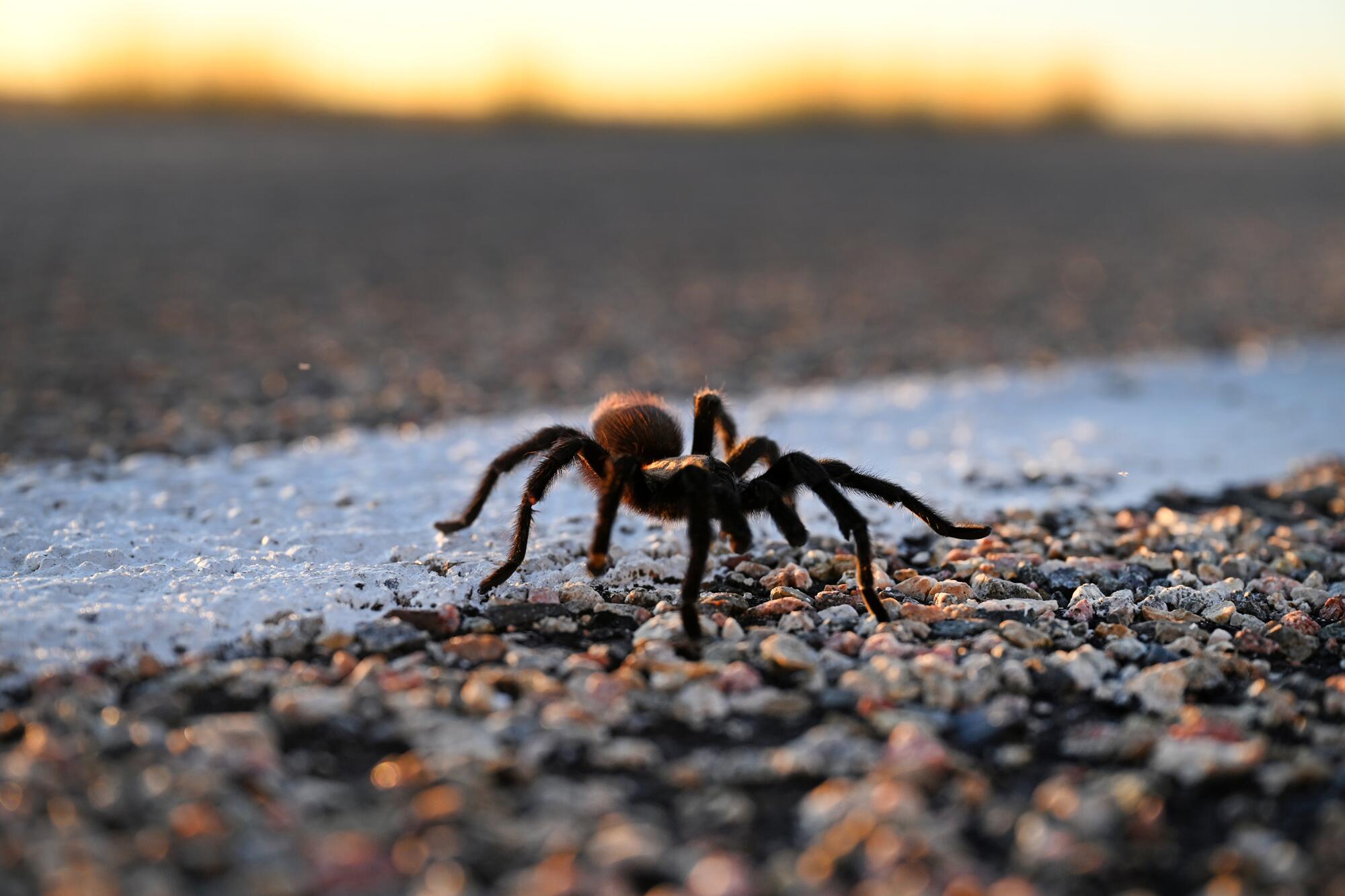 A male tarantula crosses Colorado Highway 71