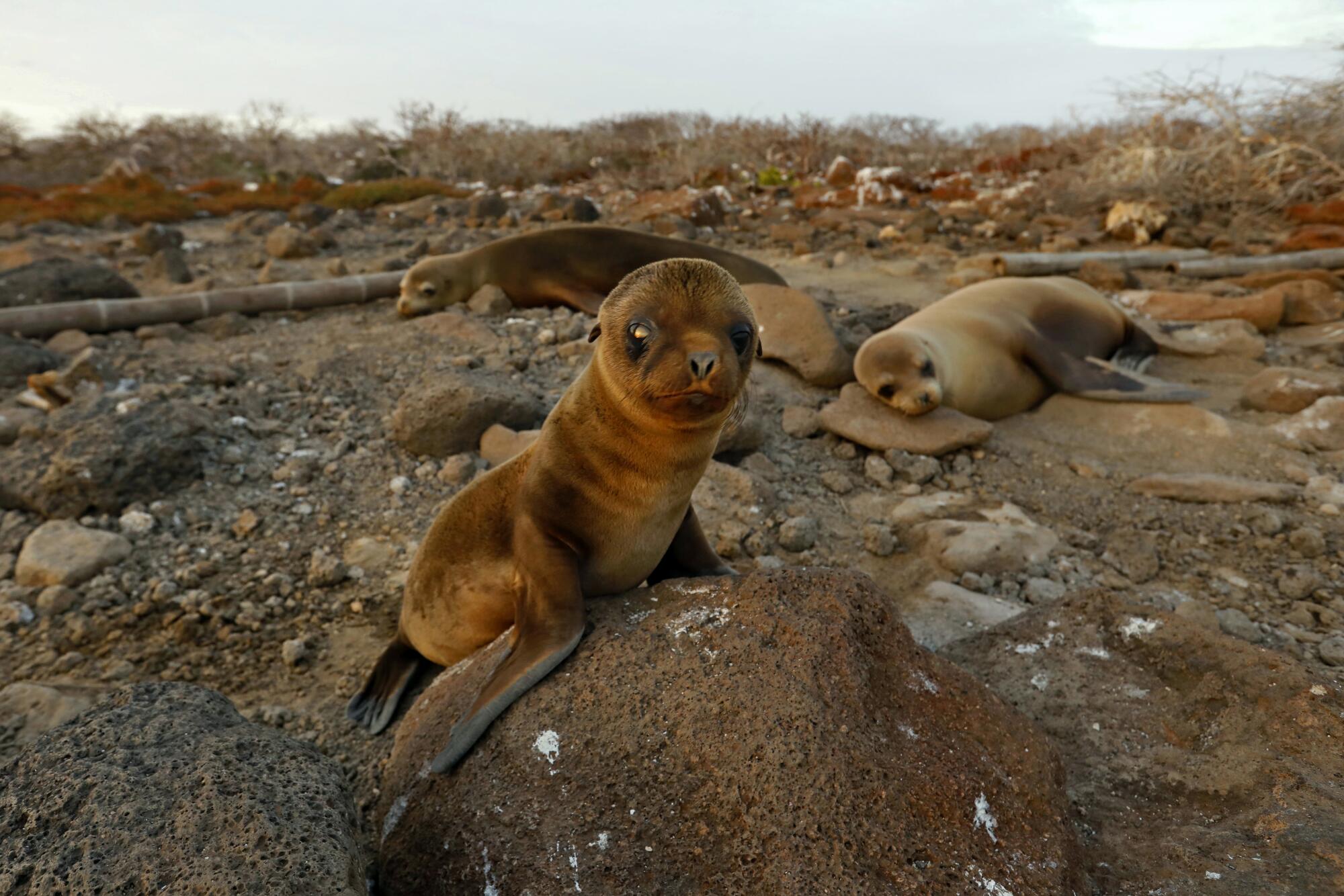 With few tourists visiting the Galapagos, a baby sea lion has his first encounter with a human on North Seymour Island.