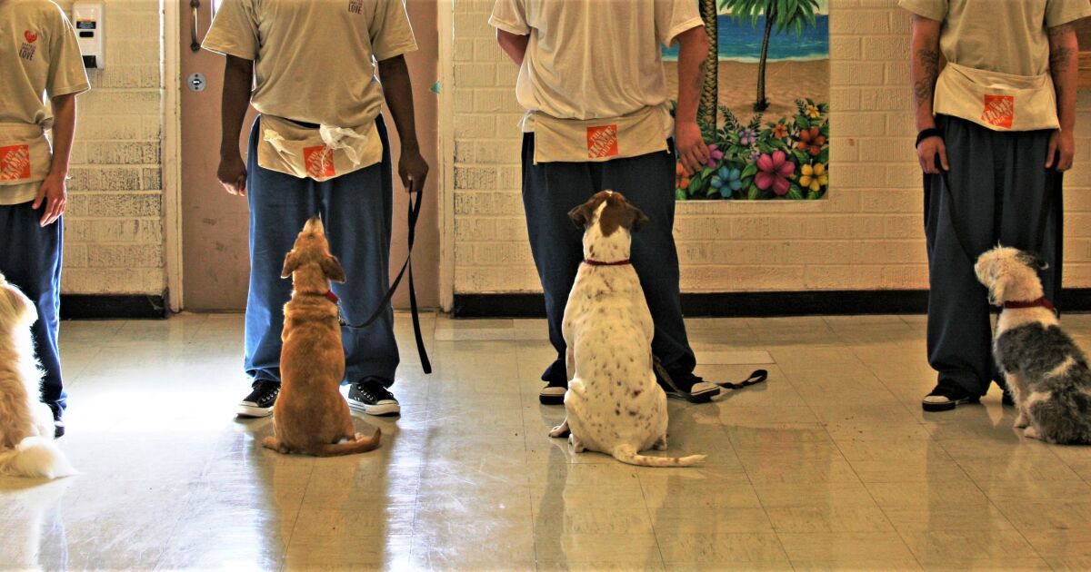 Juvenile Hall youth learn about love, loss and second chances training dogs for adoption