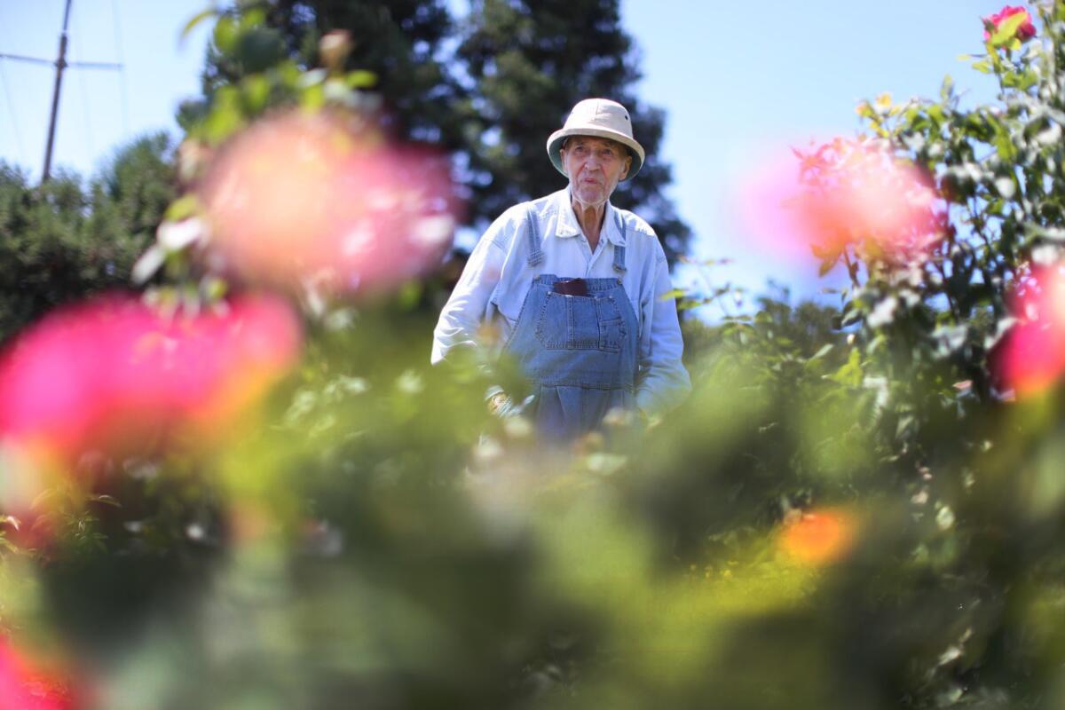 Ronald Bretherton, 85, tends to his rose garden, saying, “When my wife was alive, we were growing the roses from bare roots,” he told me.
