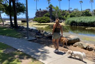 A woman walks her dogs Friday afternoon along the Loma Alta Creek in Oceanside.