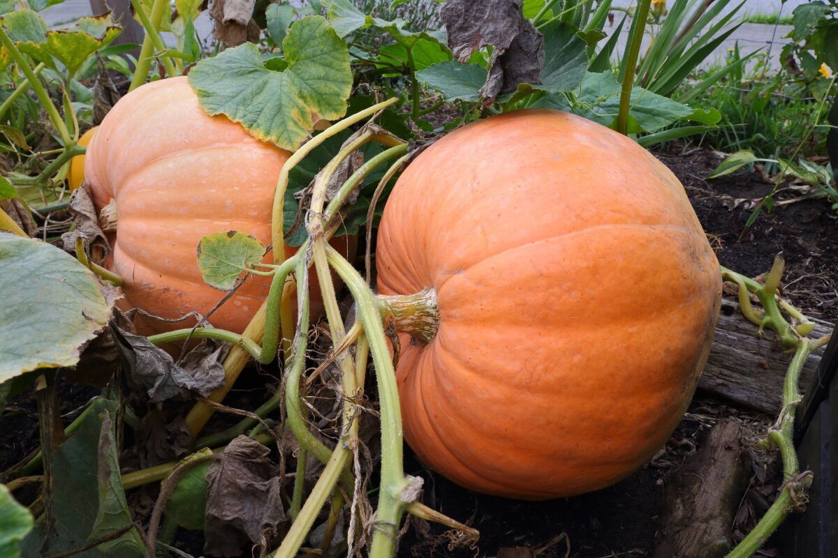 Large ripe pumpkins in a field still attached to the vine.