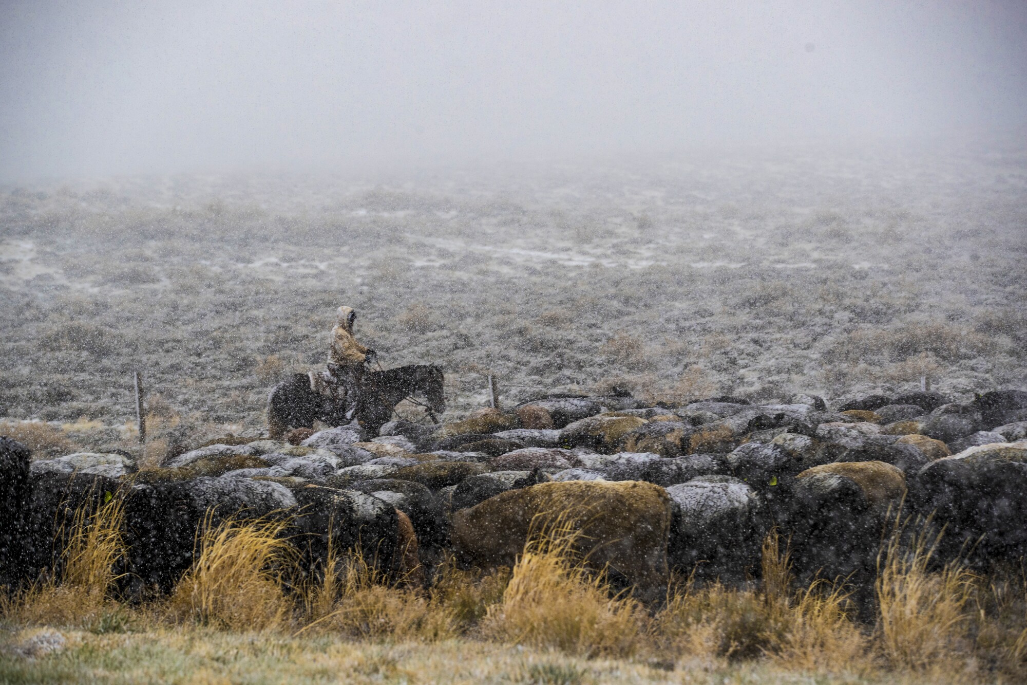 A worker moves cattle at Overland Trail Ranch as a snowstorm moves in.