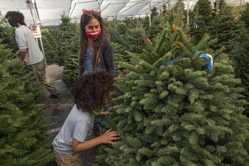 Sherman Oaks, CA - December 02, 2021: Nicole Weatherall looks on as her son Fox, 6, smells a Christmas tree for sale at Santa & Sons Christmas Trees in Sherman Oaks. At left is her husband, Adam Weatherall. They are from North Hollywood. (Mel Melcon / Los Angeles Times)