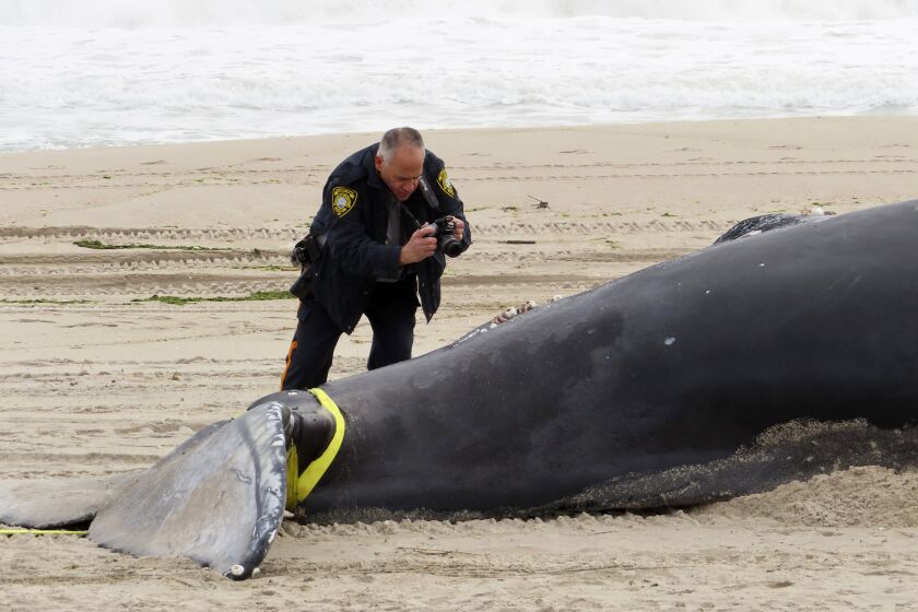 A police officer in Seaside Park N.J. photographs a dead whale on the beach on March 2, 2023. On Tuesday, March 28, Democratic U.S. Senators from four states called upon the National Oceanic and Atmospheric Administration to address a spate of whale deaths on the Atlantic and Pacific coasts. The issue has rapidly become politicized, with mostly Republican lawmakers and their supporters blaming offshore wind farm preparation for the East Coast deaths despite assertions by NOAA and other federal and state agencies that the two are not related. (AP Photo/Wayne Parry)