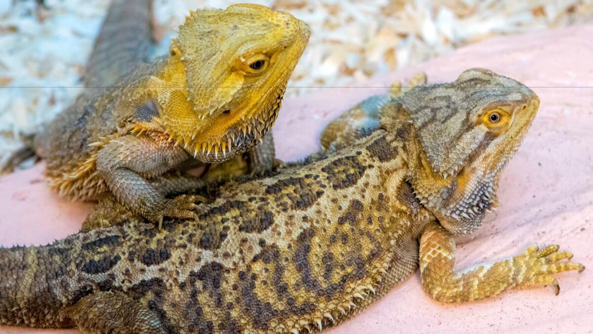 Bearded dragons are part of several on display at the new EcoVivarium living museum, which recently opened in Escondido. The museum is designed to teach children about reptile and bug species and their habitats.