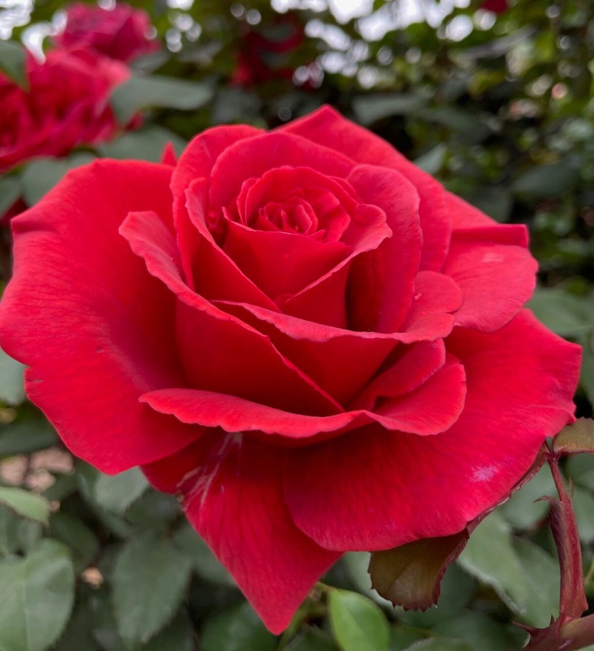‘Fragrant Cloud’ has a full bloom in rich red, with between 26 and 40 petals.