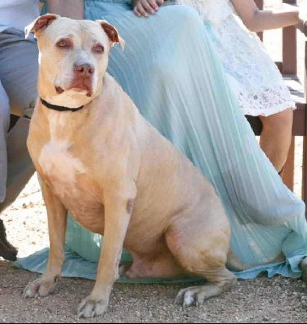 Encinitas resident Alissa Daulat believes her family’s pet dog, Saber, died in January most likely from eating a seed from one of the many sago palms on her property.<br>