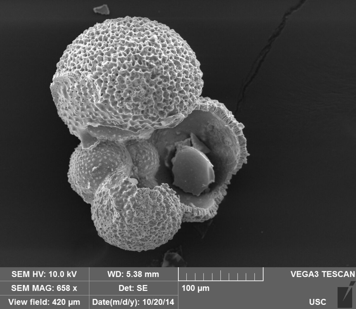 foraminifera magnified 650 times its size by Scanning Electron Microscope