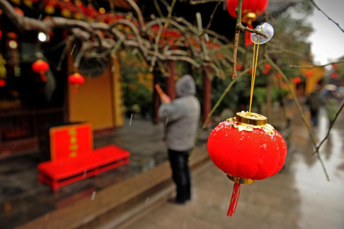 A lantern hangs on a tree outside a temple in Shanghai ahead of the Lunar New Year.