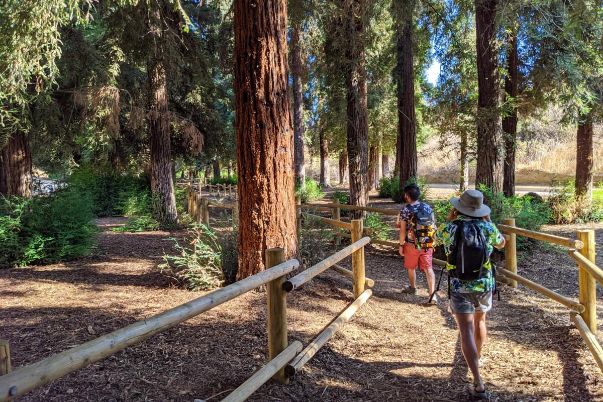 People walk on a dirt path through redwoods at Carbon Canyon Regional Park